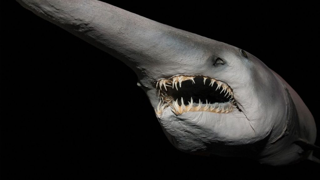 0 PAY Goblin Shark Mitsukurina owstoni Portrait showing narrow holding teeth designed to grip soft bodie