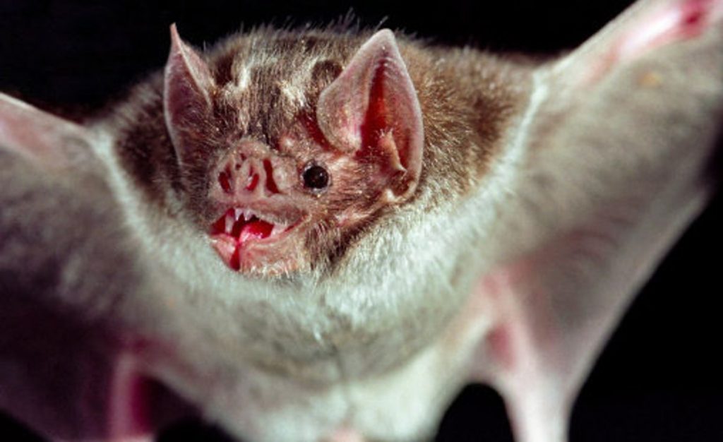 0 Rabies outbreak fears 675427