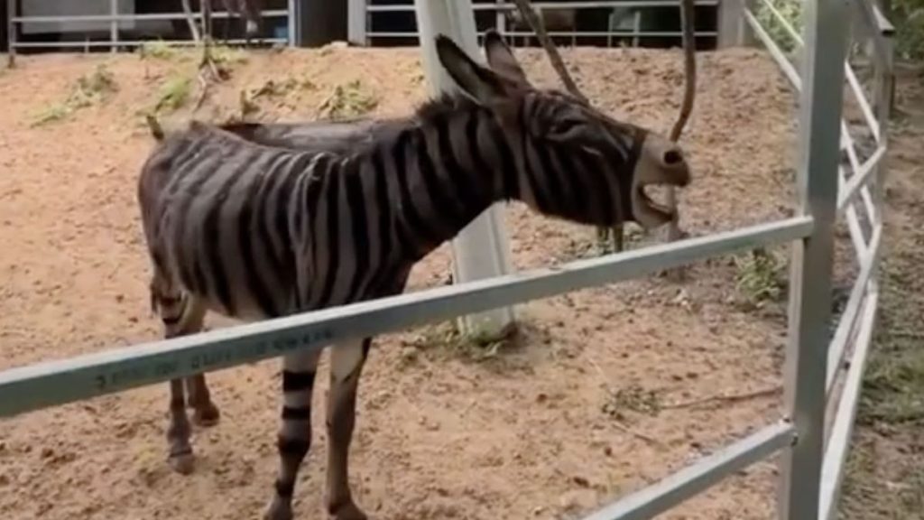 Visitors left baffled as Chinese zoo paints donkey to look like a zebra 5 0 VIDEO Half assed Zoo visitors stunned as donkey is crudely painted to resemble zebra