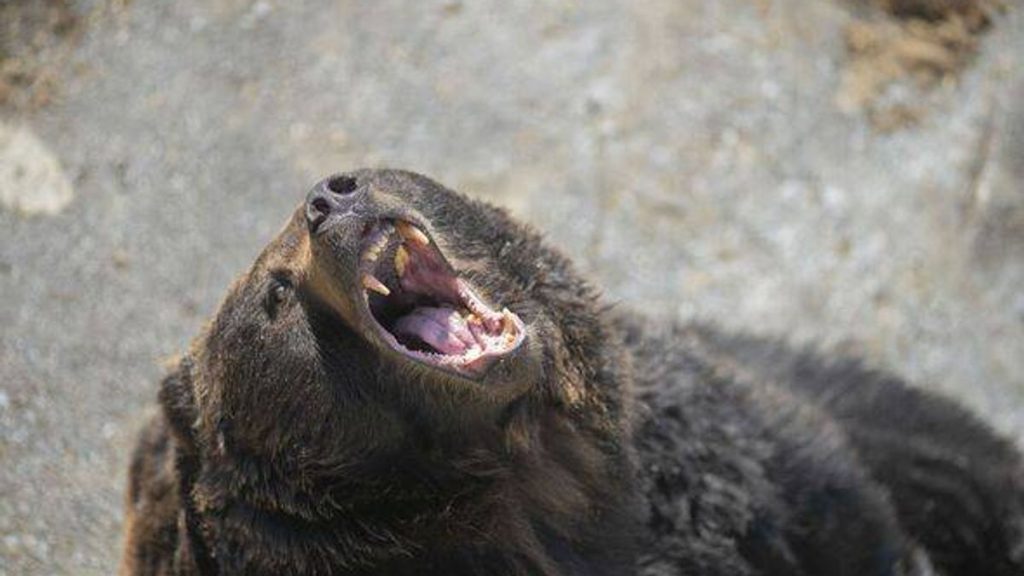 0 close up action of japanese Brown bear roaring at winter times
