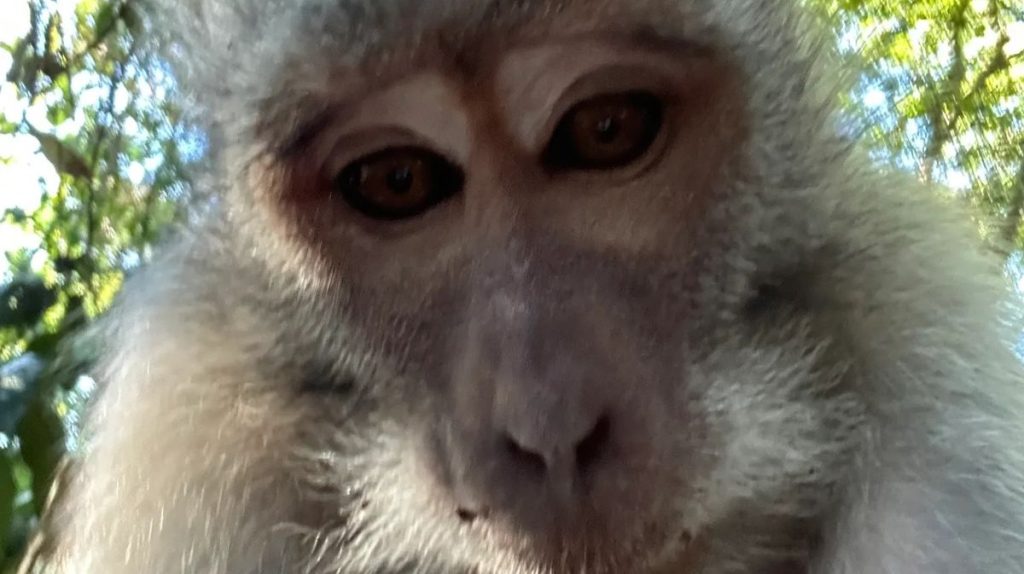 0 selfie monkey took phone monkey 1091095785