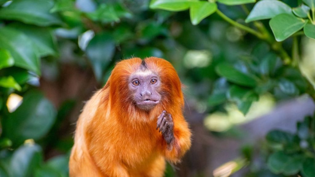 1 Golden lion tamarin Leontopithecus rosalia in greenery