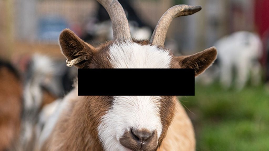 1 Pygmy goat Portrait