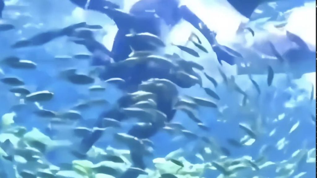 2 VIDEO Horror moment shark bites tourists head during aquarium dive experience