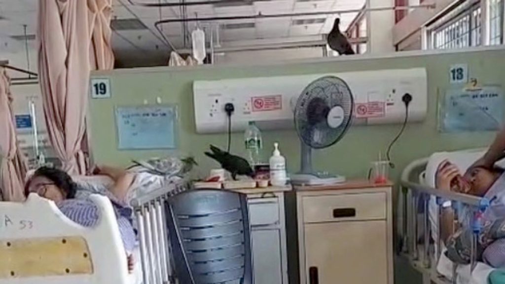 Rampant pigeons and crows caught 'eating patients' food and pooing in hospital beds' 8 5 Screenshot 2026 06 09 at 105331 2
