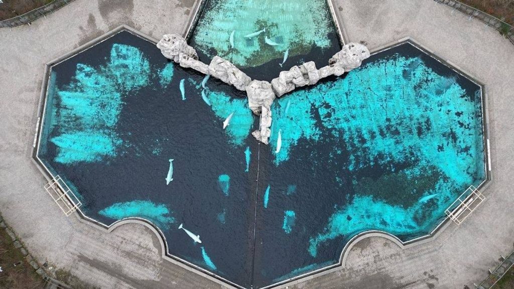 0 CANADA MARINELAND BELUGAS