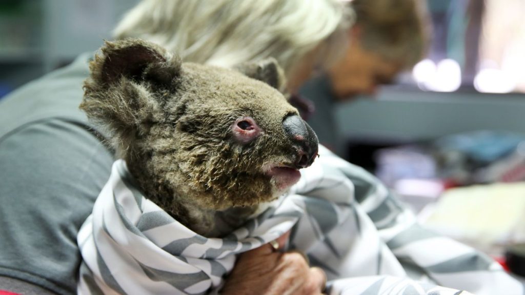 0 Koala Hospital Works To Save Injured Animals Following Bushfires Across Eastern Australia