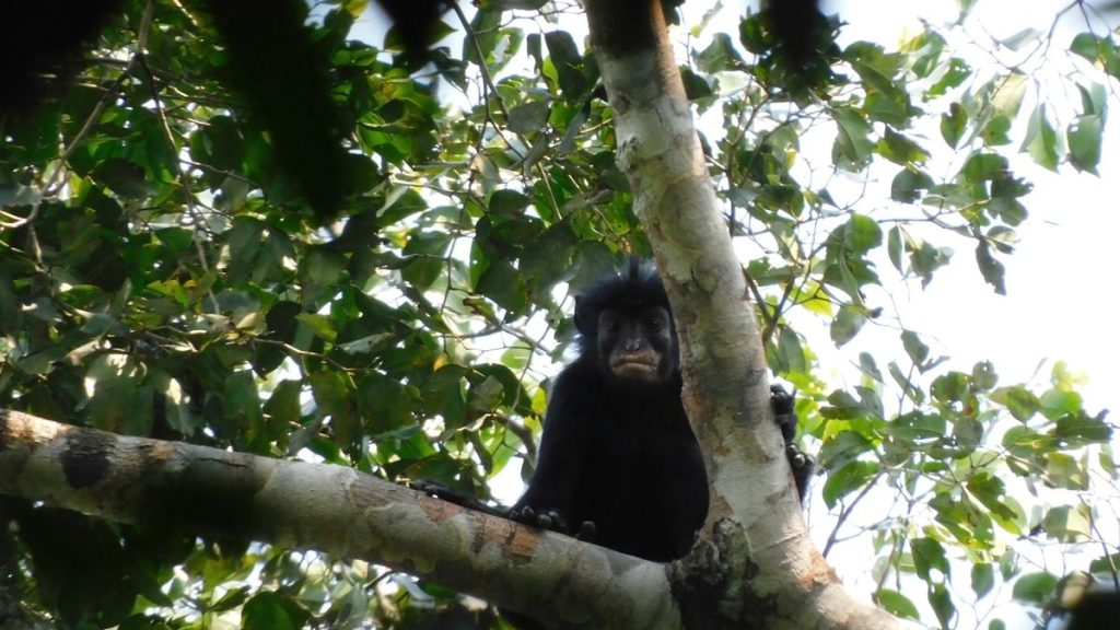 0 New species of monkey with unusual orange lips discovered in African rainforest