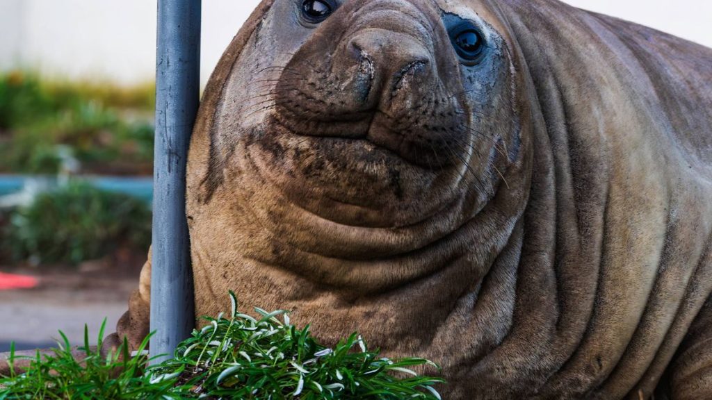 1 Australia Neil the Seal