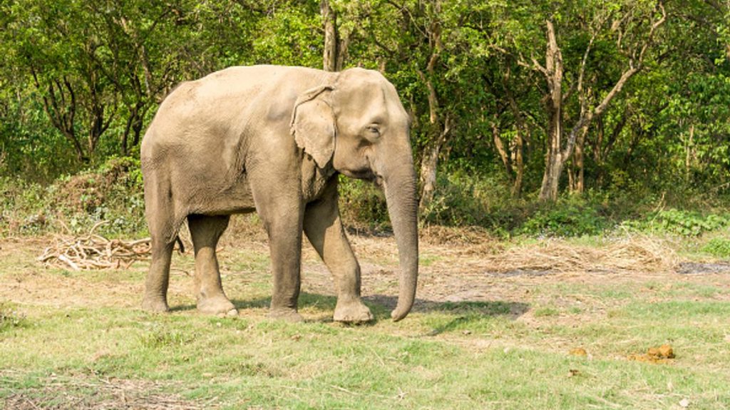 2 A female elephant Elephas maximus indicus is walking in