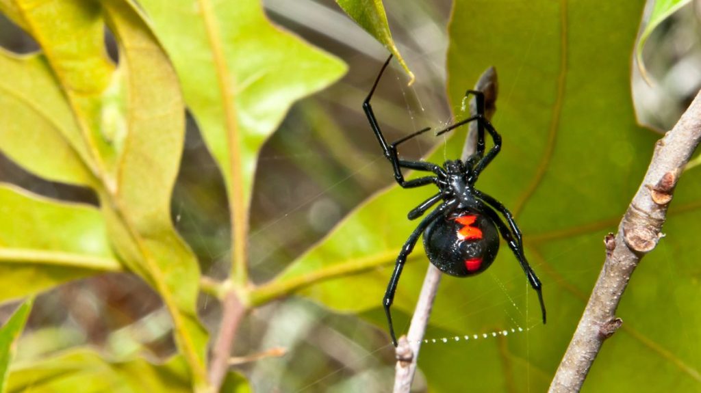 2 Black Widow