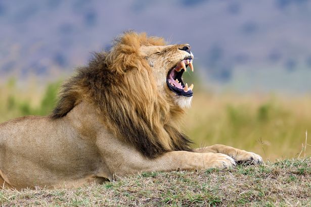 0 Close lion in National park of Kenya