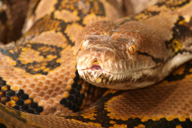0 Close up of a Reticulated Python head