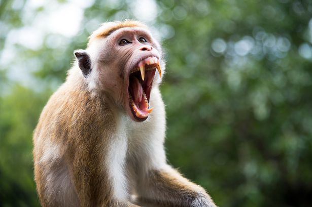 0 Close up of macaque yawning while sitting outdoorsSigiriyaSri Lanka