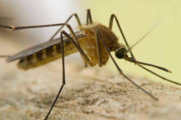 0 Culex Mosquito