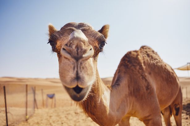 0 Curious camel in desert