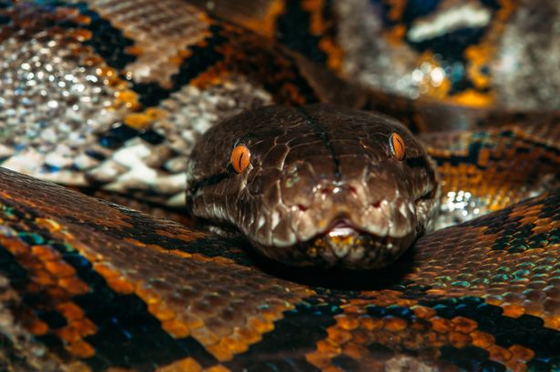 0 Reticulated python Malayopython reticulatus head close up