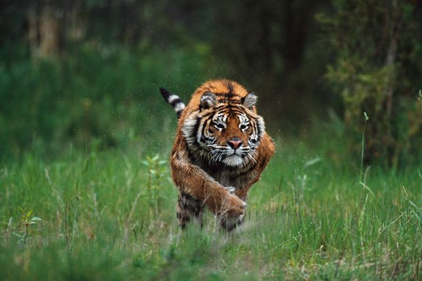 0 Wet Siberian Tiger Charging