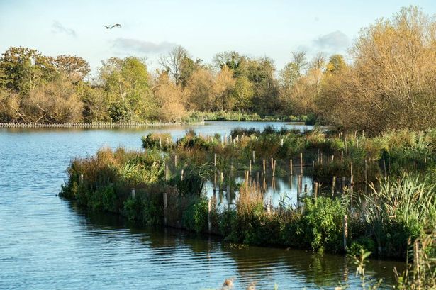 0 steart Marshes on the Severn Estuary protects 100000 homes from flooding