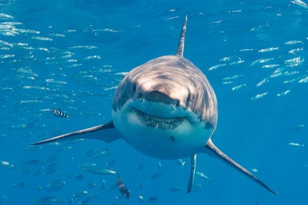 1 Great white shark