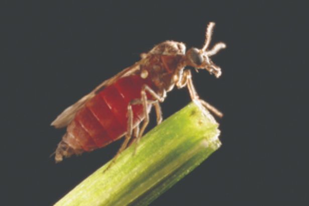 0 Culicoides biting midge