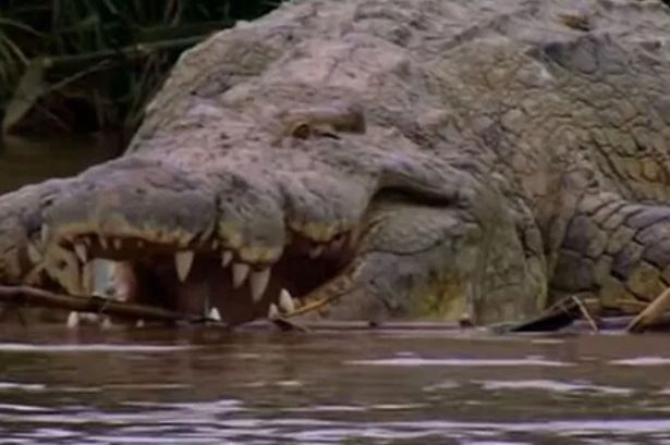 0 Giant crocodile who has eaten 300 people is feared alive after years of no sightings