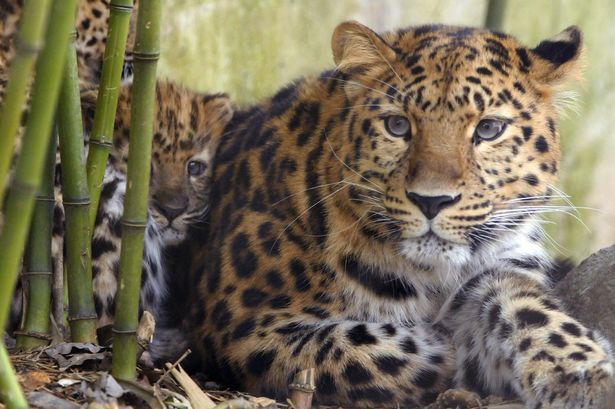Experienced zookeeper mauled by leopard dies days after horrific injuries 1 0 One of the three newly born Amur leo at Mulhouse zoo eastern France