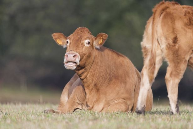 1 Limousine cow in fields in France
