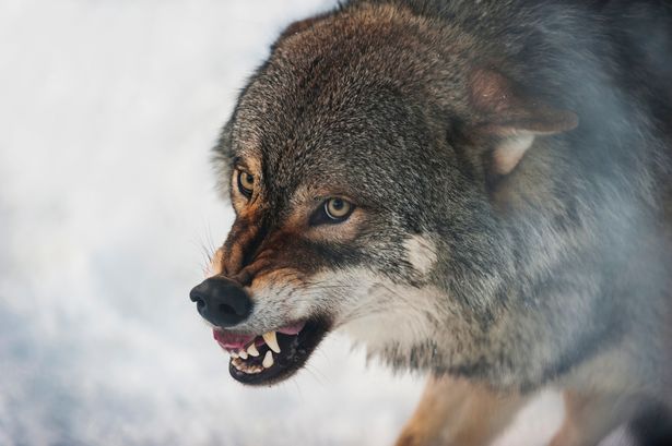 1 Norway Bardu wolf baring teeth