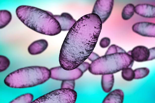 1 Plague bacteria Yersinia pestis illustration