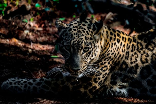 Woman mauled by leopard in latest zoo attack 'has slim chance of recovery' 19 2 PORTUGAL RUSSIA ANIMAL ENVIRONMENT CUBS LEOPARD NATURE
