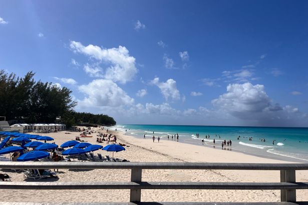 3 Paradise Beach with umbrellas and lounge chairs Bimini Bahamas